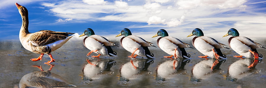 group of mallard ducks walking on beach shore thumbnail