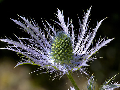 purple and green leafed photo thumbnail