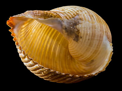 Yellow and Brown Sea Shell thumbnail