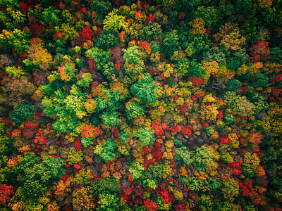 aerial photography of assorted-color leaf trees thumbnail