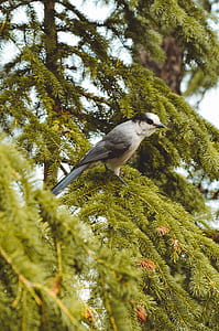 shallow focus photography of white bird on green tree thumbnail