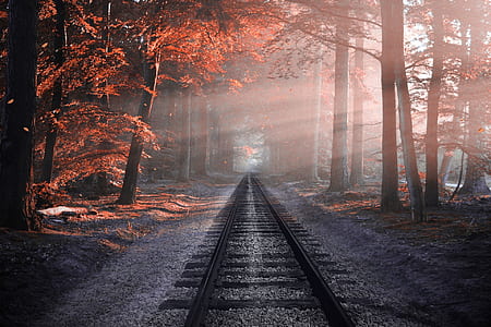 brown metal train railway surrounded by trees thumbnail