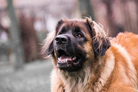 tilt shift focus photography of leonberger thumbnail