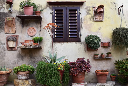green leafed plants mounted on wall thumbnail