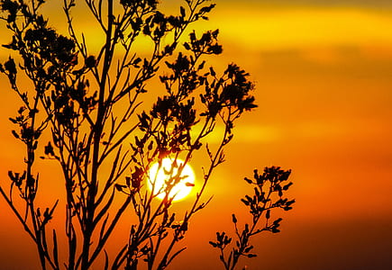 trees during golden hour thumbnail