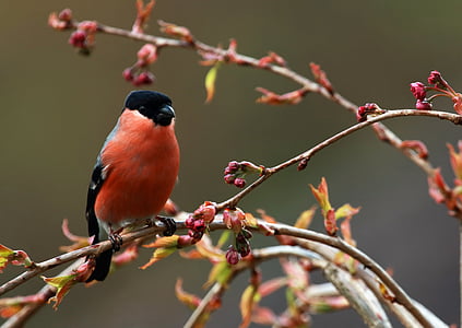 American robin bird on plant branch thumbnail