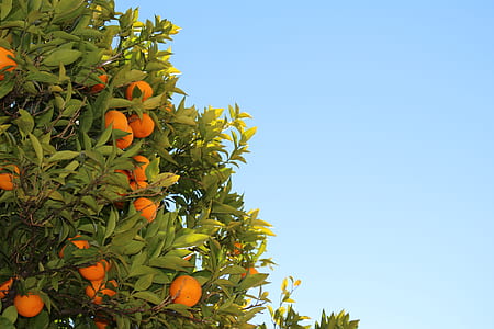 photo of orange plants thumbnail