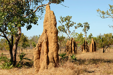 rock formation and trees on field thumbnail