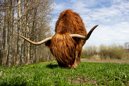 Brown Yak on Green Grass thumbnail