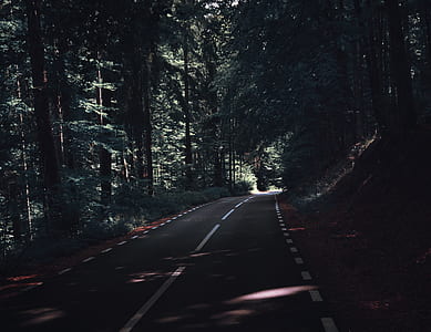 asphalt road surrounded by trees thumbnail
