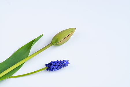 blue grapes hyacinth flower thumbnail