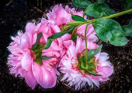 low angle photography of pink petaled flowers thumbnail