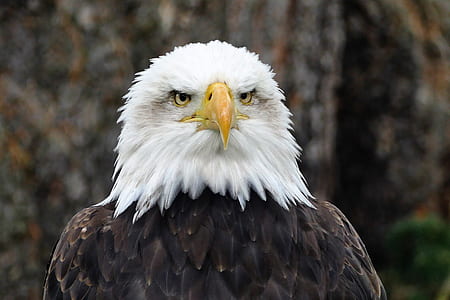 closeup view of bald eagle thumbnail