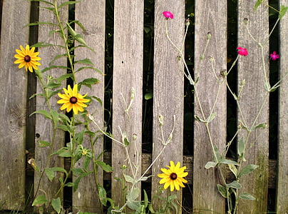 three yellow and pink flowers thumbnail