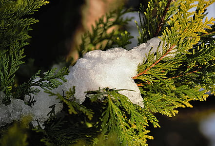 snow on green pine tree leaf thumbnail