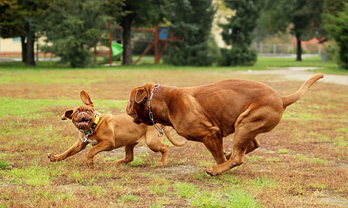 photo of French Mastiff and puppy thumbnail