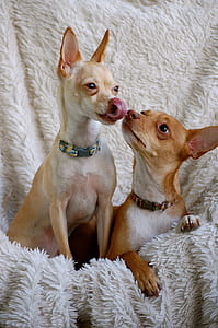 two adult miniature pinschers on white textile thumbnail