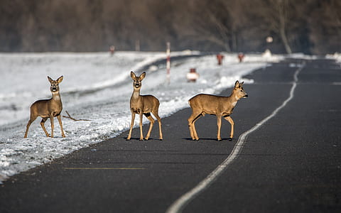 three deer on road at daytime thumbnail