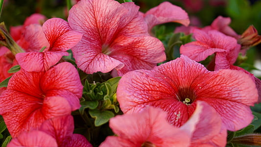 nature, red, flowers, petals thumbnail