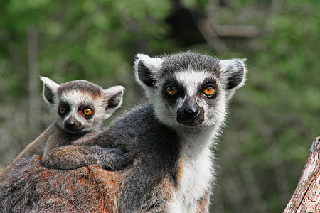 two gray Lemurs thumbnail