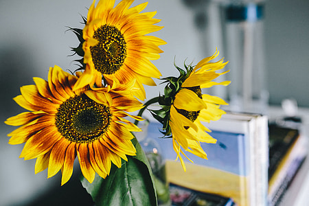 Sunflowers and books thumbnail