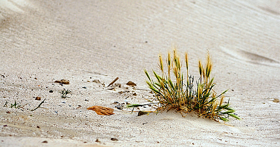 grass on sand thumbnail