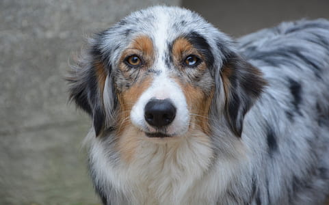 selective focus photography of adult white, gray, and black Australian shepherd thumbnail