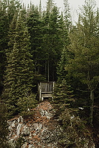 brown wooden cabin surrounded by trees on cliff at daytime thumbnail