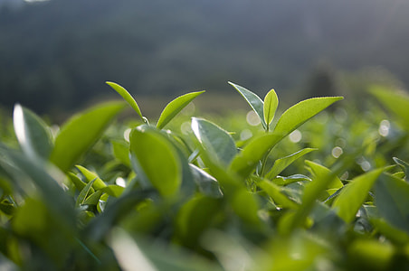 selective focus photography of green leaf thumbnail