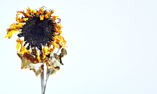 dried sunflower thumbnail