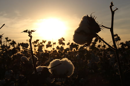 silhouette of flowers thumbnail