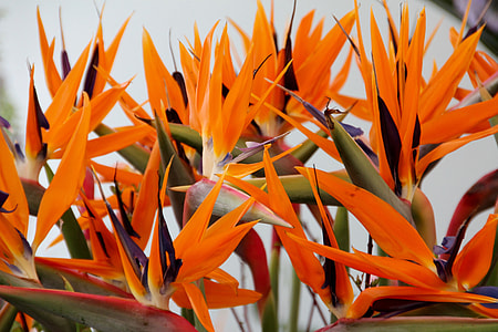 Joel, Paradise Flower thumbnail