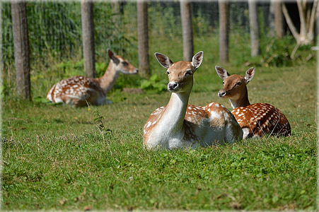 deer sitting on grass thumbnail