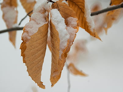 snow covered brown leaves thumbnail