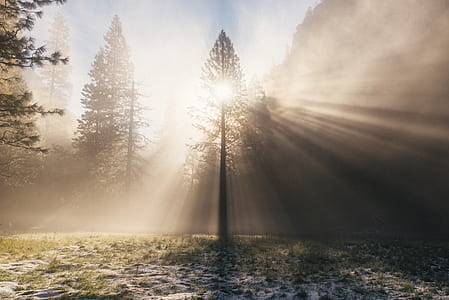 crepuscular rays surrounded by trees thumbnail