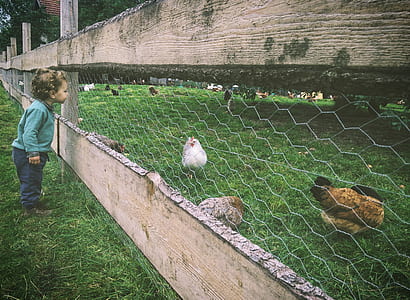 boy standing outside hen pen during daytime thumbnail