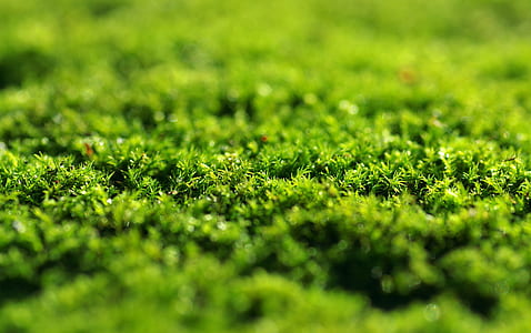macro photography of green grass thumbnail