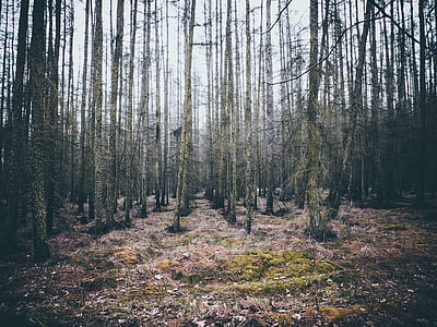moss-covered trees photography during daytime thumbnail
