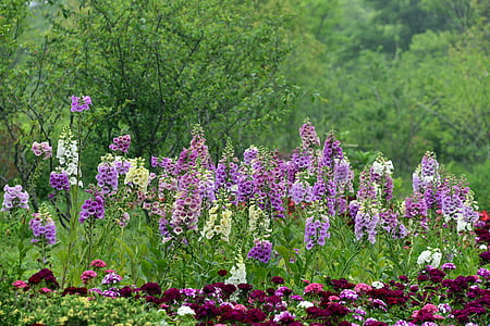 field of purple cock's-comb flowers thumbnail