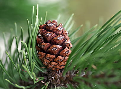 closeup photo of pine cone thumbnail