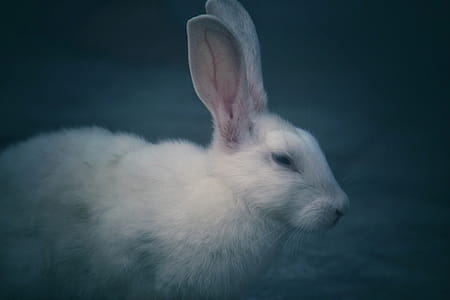 Selective Focus Photography of White Rabbit thumbnail