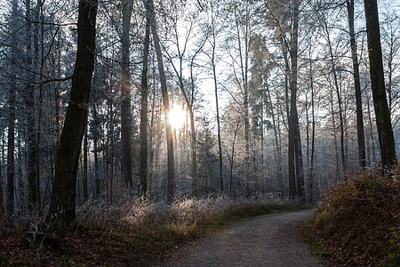 forest during daytime thumbnail