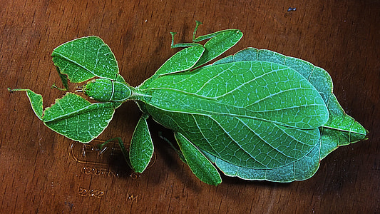 closeup photo of green Phasmida leaf insect thumbnail