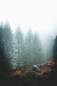 pine trees covered with fogs during daytime thumbnail