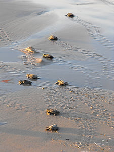 sea turtles on sand thumbnail