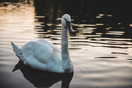 white swan thumbnail