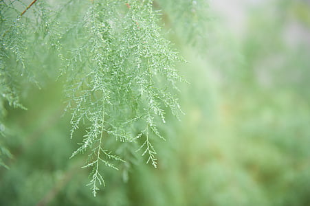 shallow focus of green leaves thumbnail
