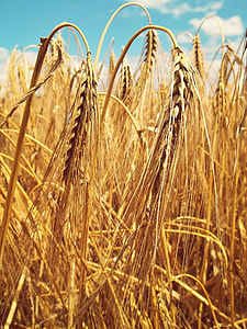 photo of brown rice grains at daytime thumbnail