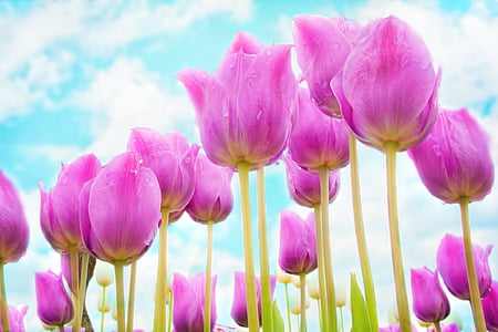 pink tulip flower field wallpaper thumbnail