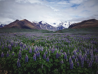 landscape photo of a lavanders thumbnail